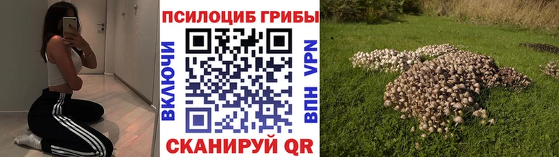Псилоцибиновые грибы Psilocybine cubensis  Лысьва 