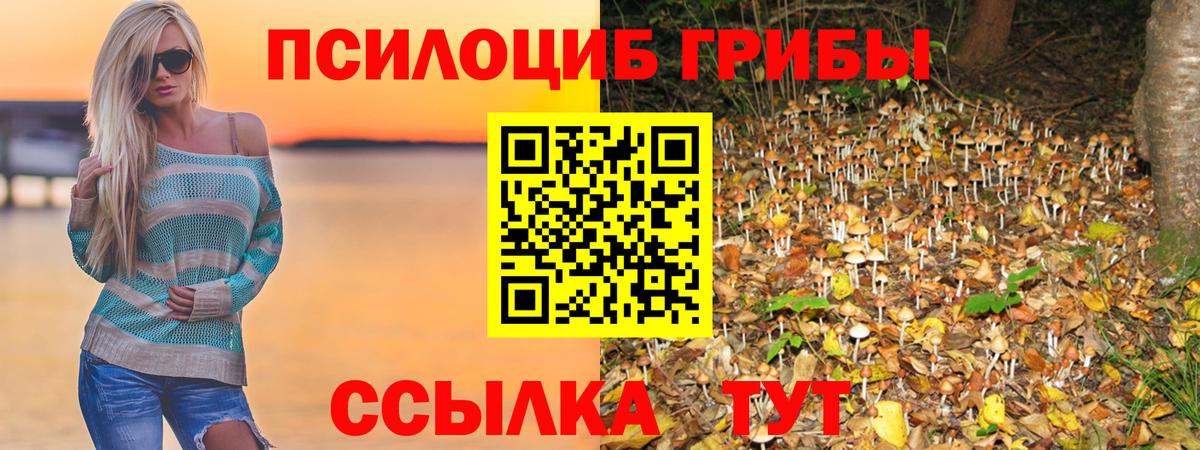 Псилоцибиновые грибы Psilocybine cubensis Лысьва